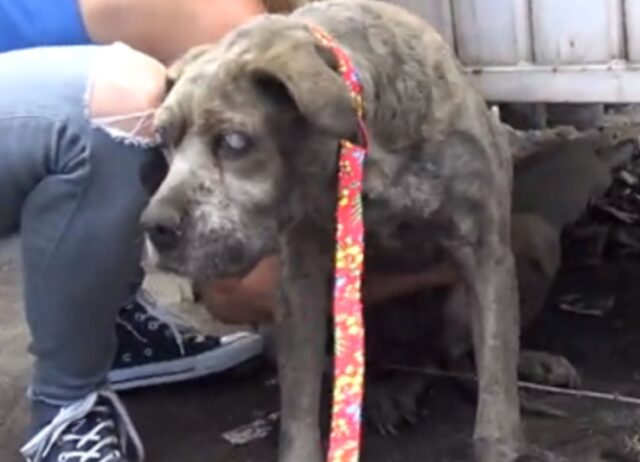 Il povero Pitbull randagio, ormai cieco e stanco, ha aspettato tutta la vita per avere un po’ d’amore