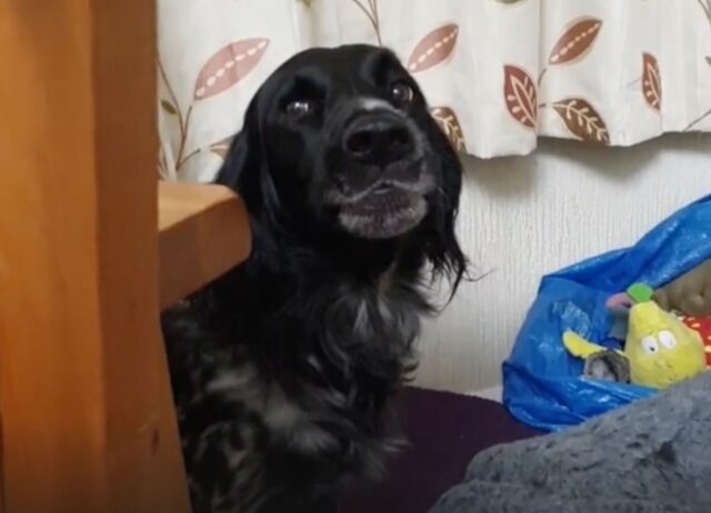 Il povero cane non riesce a nascondere la sorpresa quando si accorge che il gatto sta dormendo nel suo letto