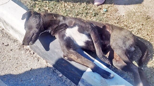 Investito da un’auto, il cane aveva fratture multiple: dovevano intervenire subito per salvarlo – Video