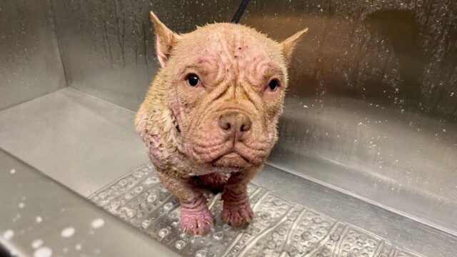 La cagnolina era stata trovata in condizioni drammatiche, ma l’amore è riuscito a cambiare ogni cosa – Video