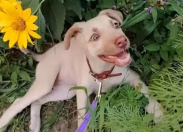 La cucciola di cane piangeva quando l’uomo l’ha portata via dal cimitero: le mancava la sua mamma