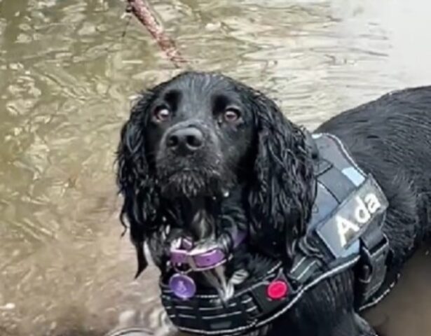 La differenza tra una vasca da bagno e una pozzanghera per i cani? La spieghiamo così