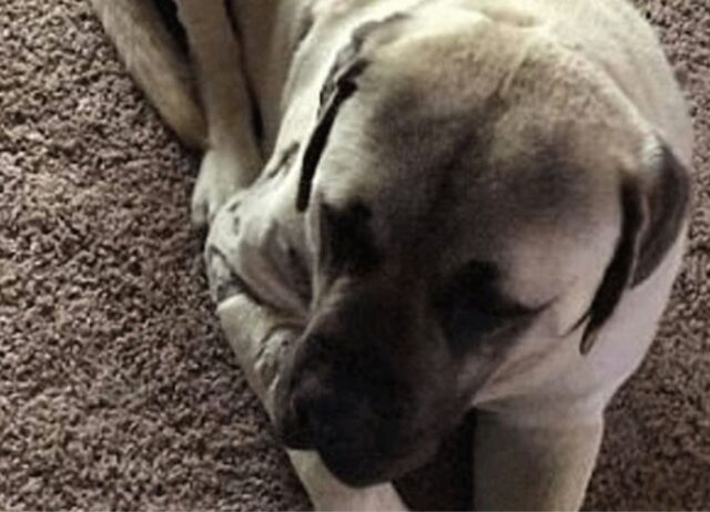 La disperata richiesta di aiuto di un uomo finisce con il salvataggio miracoloso di un cane