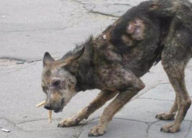 La donna e suo marito decidono ufficialmente di adottare il “cane zombie” che nessuno voleva
