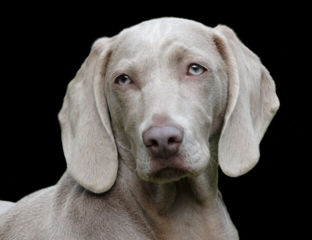 La scienza ha scoperto quale animale potrebbe sostituire il cane per affetto e intelligenza