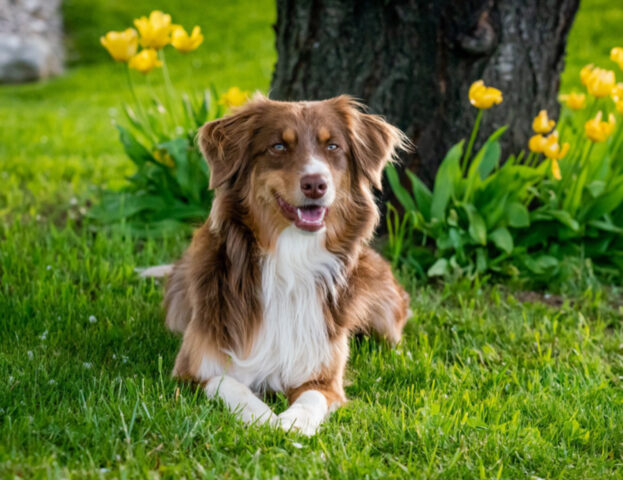 La scienza sta cercando di capire se i cani possono aiutarci a salvare delle specie a rischio