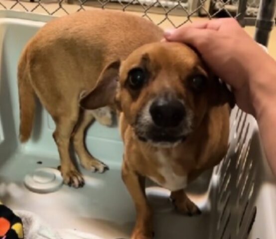 L’amore può cambiare ogni cosa: la trasformazione di questo cane ne è la prova lampante