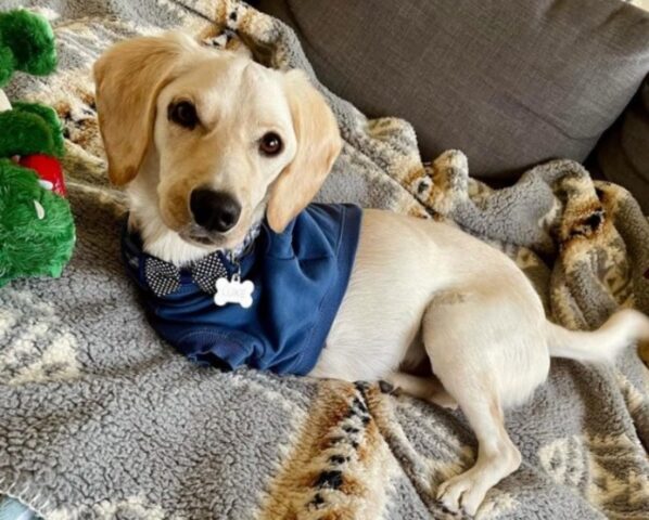 Lasciato a soffrire senza le zampe anteriori, ora questo cane è completamente diverso
