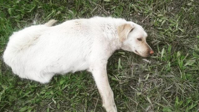 L’automobilista l’ha colpita, trascinata per metri e non si è fermato: la povera cagnolina è rimasta 5 giorni inerte – Video