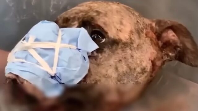 L’hanno usata tantissime volte come cane da combattimento, finché la cagnolina non è servita più a nulla – Video