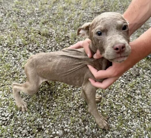 Li hanno abbandonati sul materasso ma loro non si sono mai allontanati: i cuccioli di cane sono salvi per miracolo