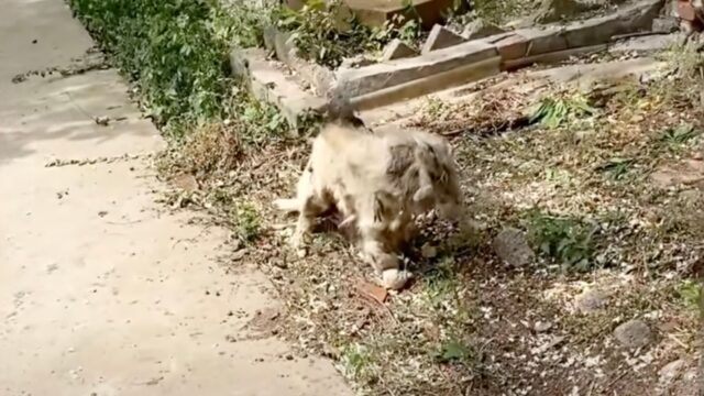 Lo hanno visto per strada, sembrava che il cane non avesse più alcuna forma: la trasformazione lascia tutti senza fiato – Video