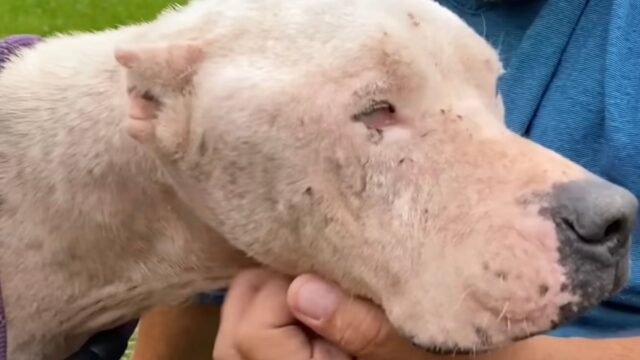 Magra e anziana, la Pitbull è stata trovata in mezzo al bosco ormai pronta a rassegnarsi – Video