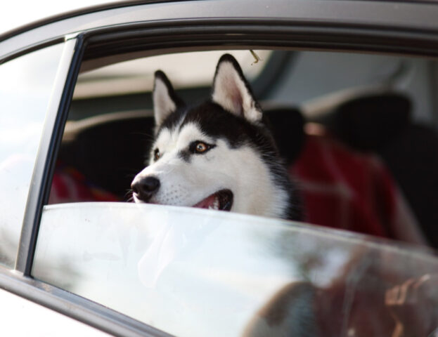 Mai senza di loro: sempre più italiani decidono di portare in vacanza anche il cane (ed è meraviglioso)