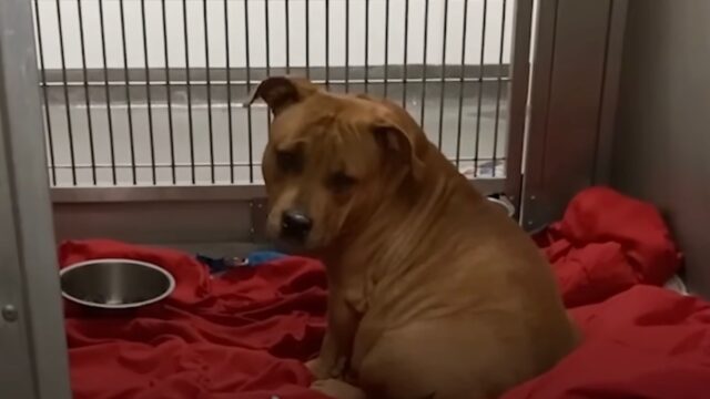 Mamma Pitbull, incinta e appesantita, viene salvata un momento prima che accada il peggio – Video
