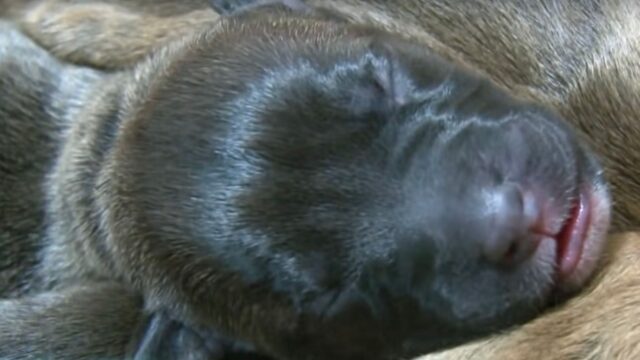 Mamma cane partorisce, ma le cose non vanno nel modo giusto: con i suoi cuccioli qualcosa non va – Video