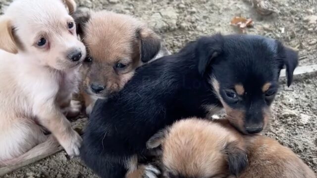 Mamma cane se ne va via piena di dolore, lasciando il suo cucciolo malato con il soccorritore – Video