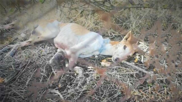 Per non farlo sopravvivere hanno fatto qualcosa di crudele, ma il cane aveva ancora voglia di resistere – Video