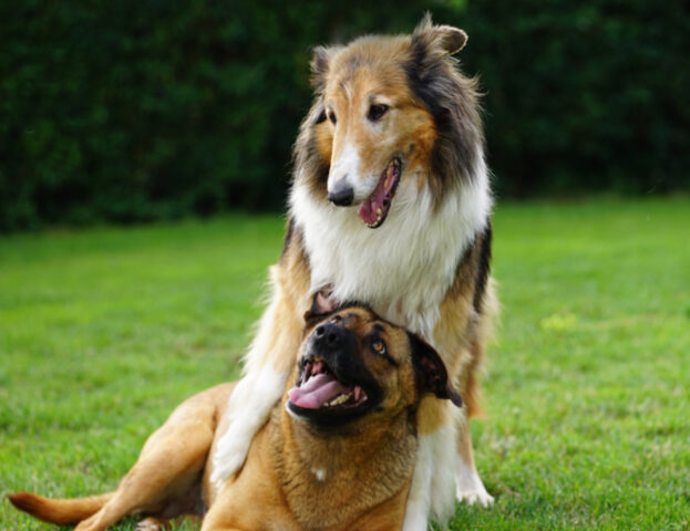 Perché avere due cani potrebbe essere (molto) meglio che averne uno?