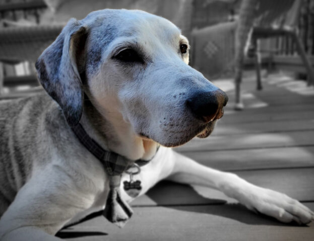 Purtroppo è così: questi sono sempre gli ultimi cani a essere adottati o che non trovano mai casa