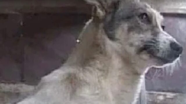 Quando li hanno visti non ci credevano: questo cane e il gatto sono sopravvissuti da soli per anni, in un fienile – Video