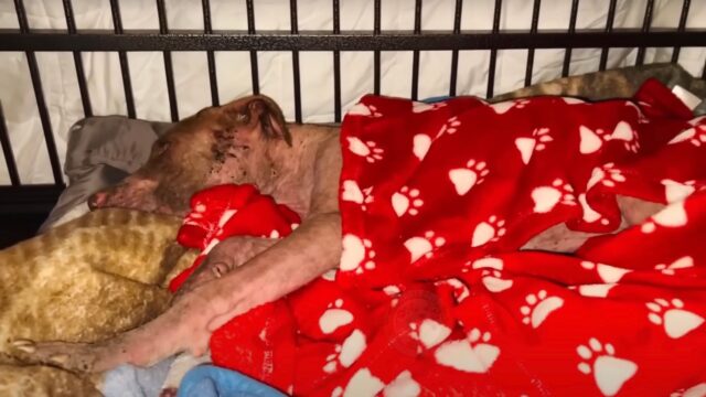 Quando lo hanno trovato era in condizioni critiche, ma in pochissimo tempo il cane è del tutto cambiato – Video