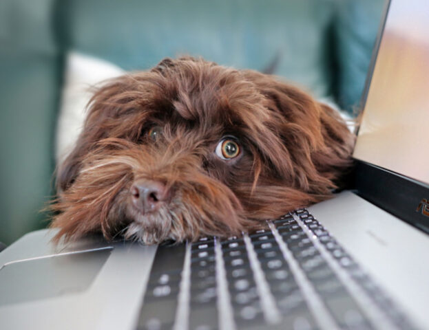 Quanto e come interagiscono i cani con i nostri touch screen? Ecco cosa dice la scienza