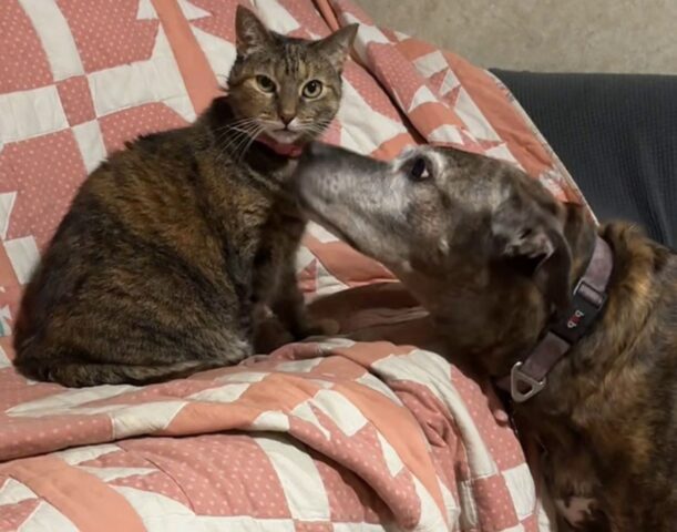 Questo cane anziano deve fare sempre una cosa specifica prima di andare a letto e il motivo è davvero dolcissimo