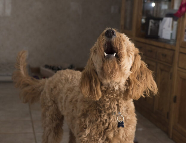 Sì, è così: la scienza si sta avvicinando a scoprire cosa dicono davvero i cani quando abbaiano