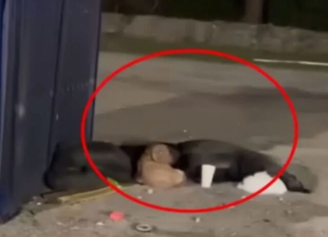 Si era fermato lì, pensando di aver trovato casa, per il cane quel cassonetto era un porto sicuro
