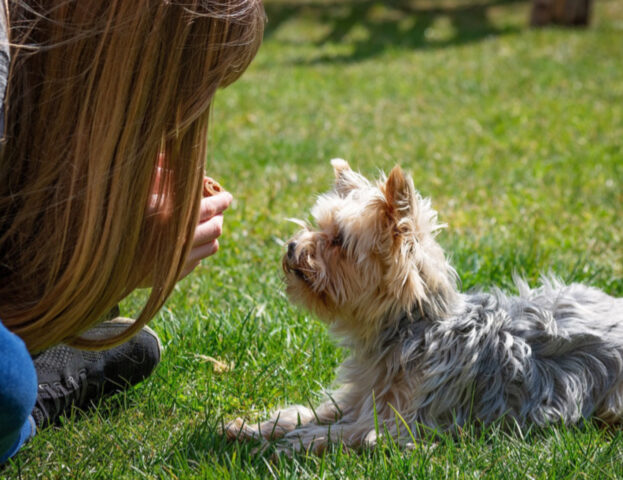 Sì, la scienza sta studiando una sorta di “scala genitoriale” per i padroni di cani