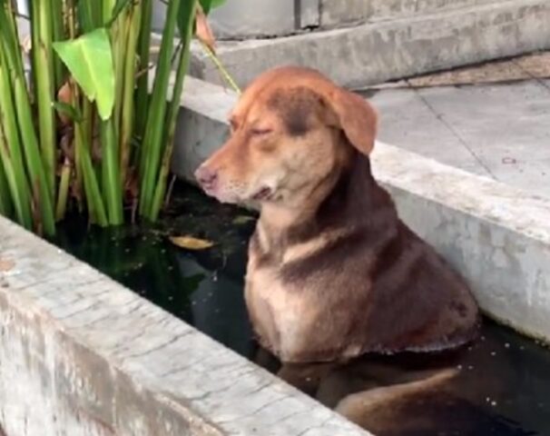 Sì, questo cane ha capito benissimo come ci si gode la vita e lo mostra a tutto il mondo