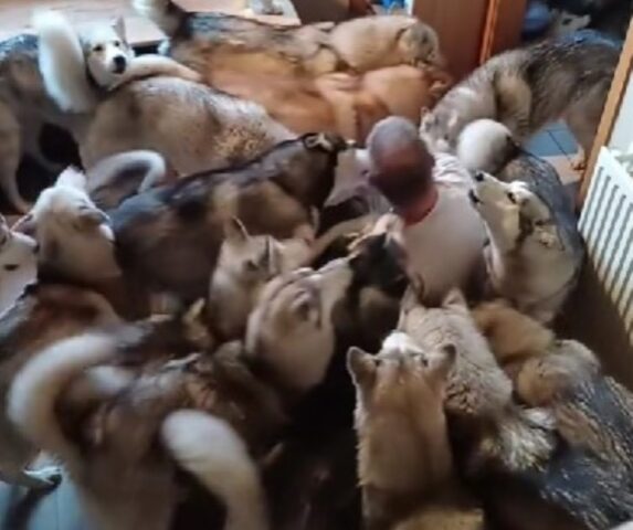 Siamo sicuri che non potete neanche immaginare cosa significa essere accolti da un branco di Husky dopo 5 giorni di assenza