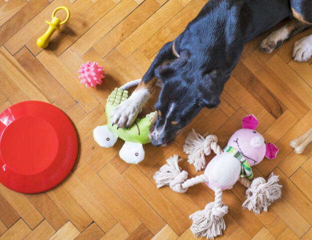 Sono più intelligenti di quanto pensi: i cani capiscono anche quando nascondiamo (o eliminiamo) un oggetto
