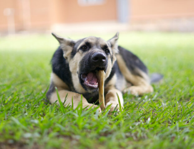 Terribile da pensare, ma è proprio così: se tu morissi in casa il tuo cane si nutrirebbe di te