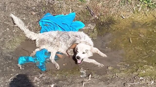 Ti prego, salva i miei cuccioli: mamma cane ha sopportato l’impossibile per portare i suoi piccoli al sicuro – Video