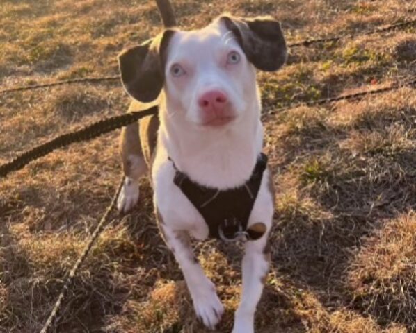 Ti sei mai chiesto come abbaia un cane sordo? Questa è la risposta (ed è adorabile)