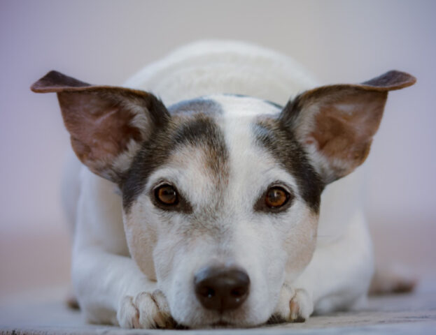 Un dolore senza pari: la scienza ha raccolto le esperienze di chi ha subito il furto di un cane