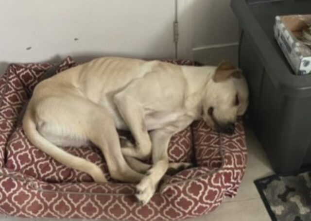 Un incubo che sembrava senza spiegazione: questi genitori umani raccontano la disavventura col cane nella nuova casa