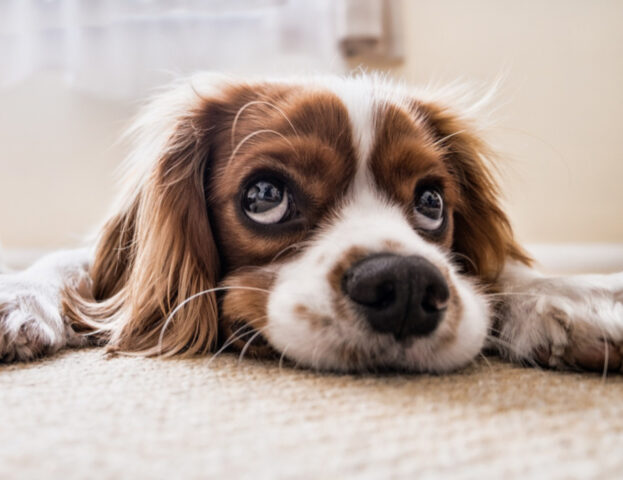 Un nuovo studio sfata un mito su una delle caratteristiche più divertenti dei cani