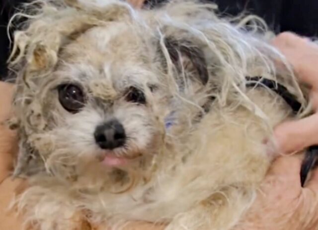 Un toelettatore gentile riesce nell’impresa di trasformare radicalmente un cagnolino malconcio e arruffato