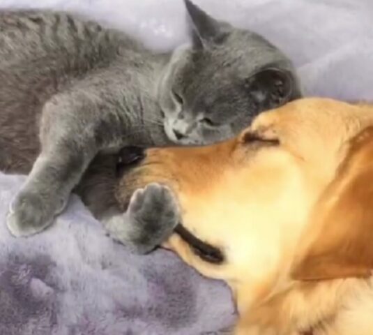 Un uomo scioglie i cuori di tutti rivelando perché crescere un cagnolino e un gattino insieme è stata la scelta migliore