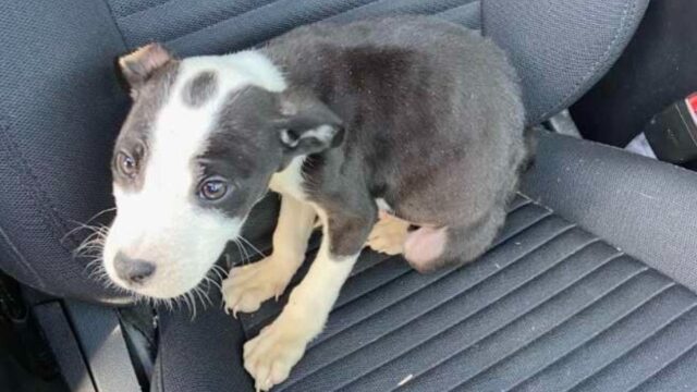 Un’impiegata comunale si ferma quando vede un cucciolo triste e rannicchiato in un angolo