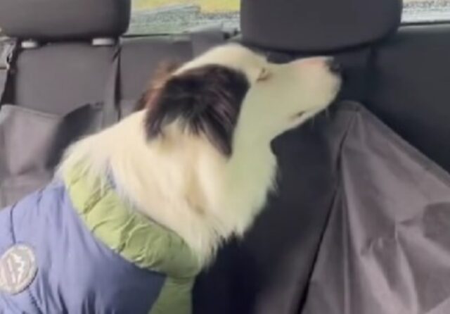 Viene portata in canile per un motivo preciso, ma la cagnolina fa capire tutto con la sua reazione