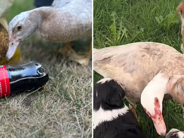 Era stata rifiutata dal suo branco, ma poi i cagnolini hanno pensato di accoglierla con tenerezza