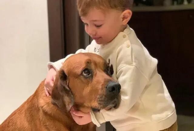 Il cane aspetta ogni giorno che il suo padroncino di due anni ritorni da scuola, per abbracciarlo stretto