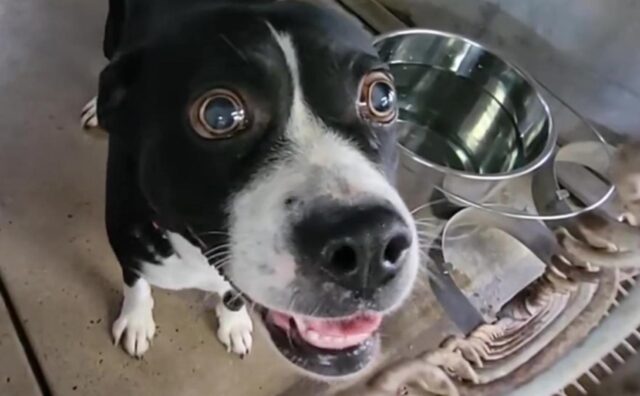 Boxer cieco con occhi enormi lascia tutti senza parole al rifugio