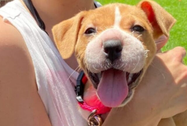 La povera cucciola di cane si è ripresa a stento dal gesto crudele che qualcuno aveva deciso di fare