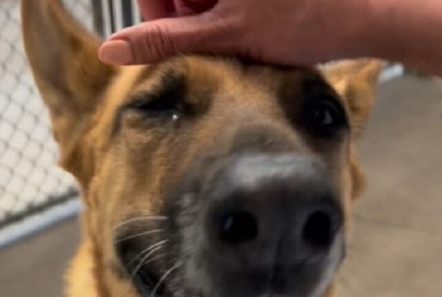Non si sono mai spiegati perché questo cane adorabile sia stato sempre ignorato mentre era in rifugio