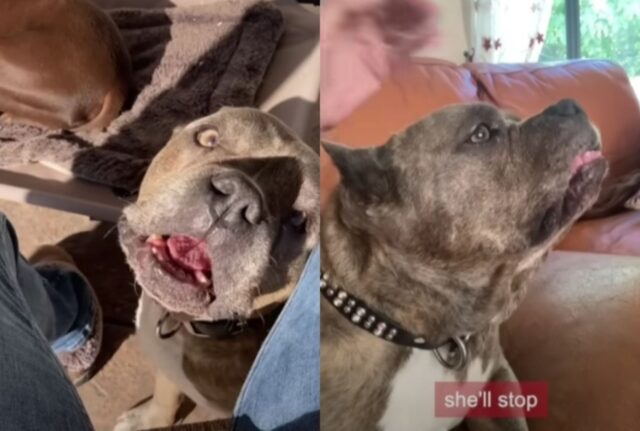 Il Pit Bull con delle malformazioni era stato gettato via e piangeva, ma poi ha trovato una famiglia piena d’amore